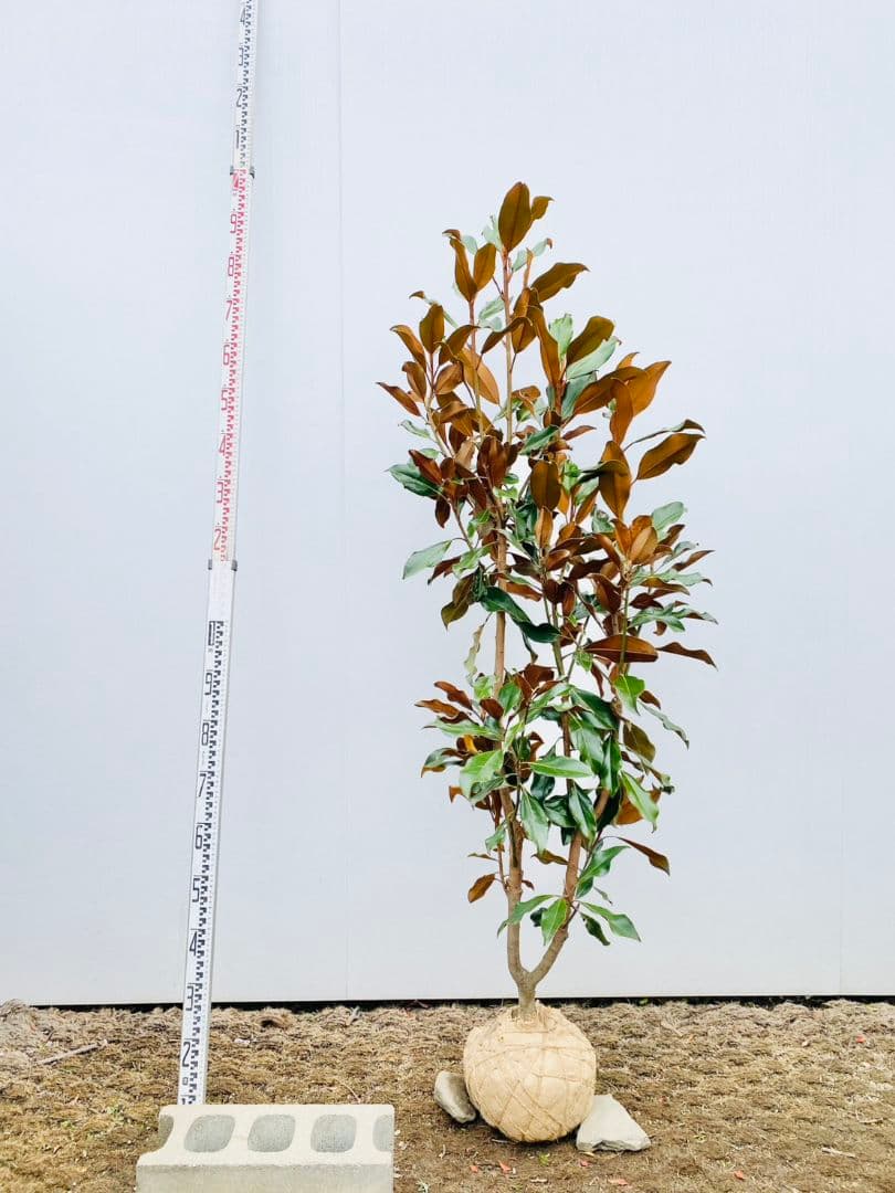 タイサンボク　ケイパレス/903