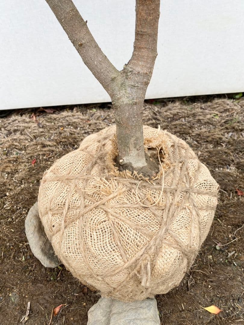 タイサンボク　ケイパレス/903