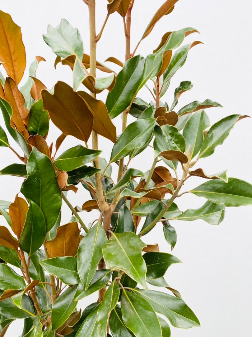 タイサンボク　ケイパレス/903