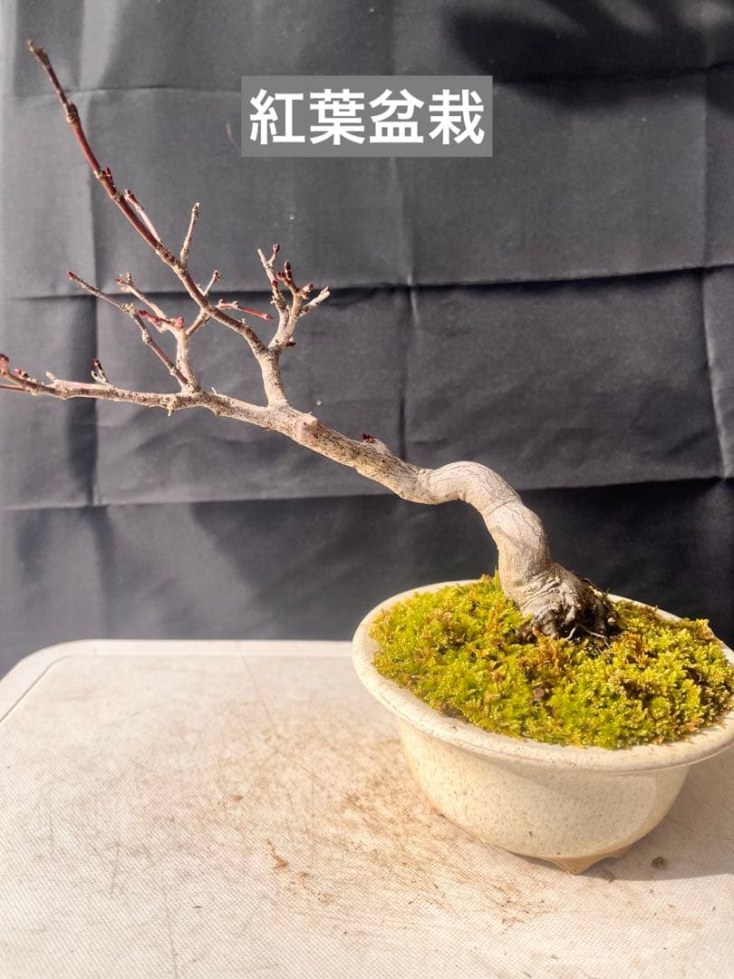 紅葉盆栽