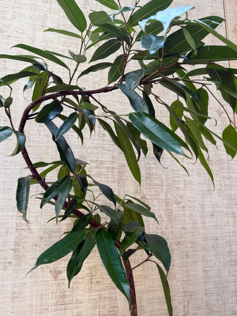 ☆フィカス アムステルダムキング♪ 曲がり仕立て 108cm♪