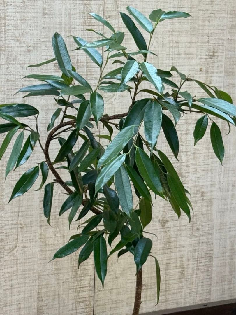 ☆フィカス アムステルダムキング♪ 曲がり仕立て 108cm♪