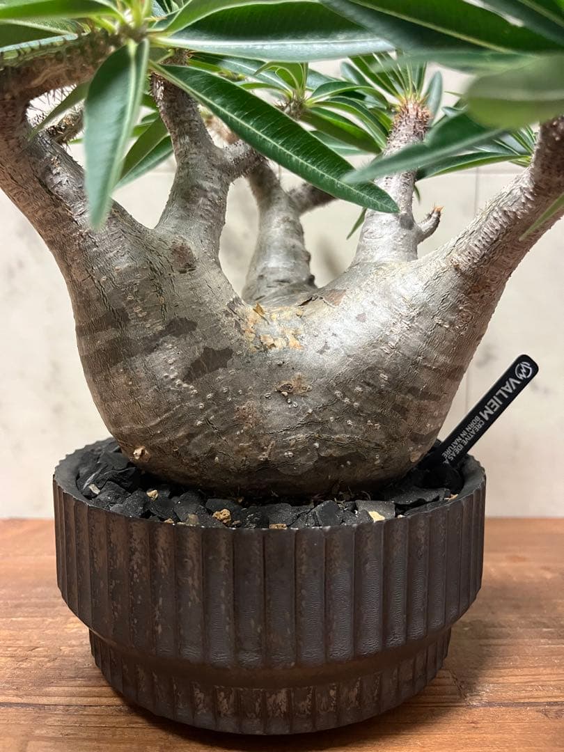 パキポディウム グラキリス 美株