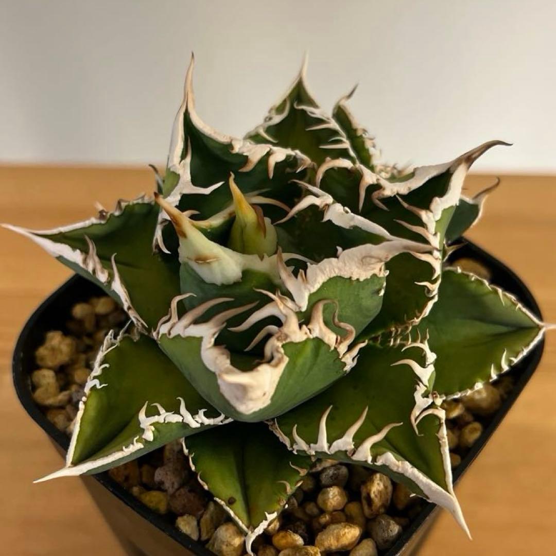 アガベチタノタ白豪棘子株2つ付き 現品鉢ごと発送