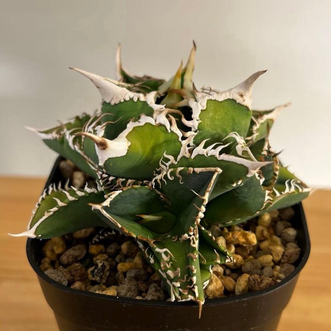 アガベチタノタ白豪棘子株2つ付き 現品鉢ごと発送