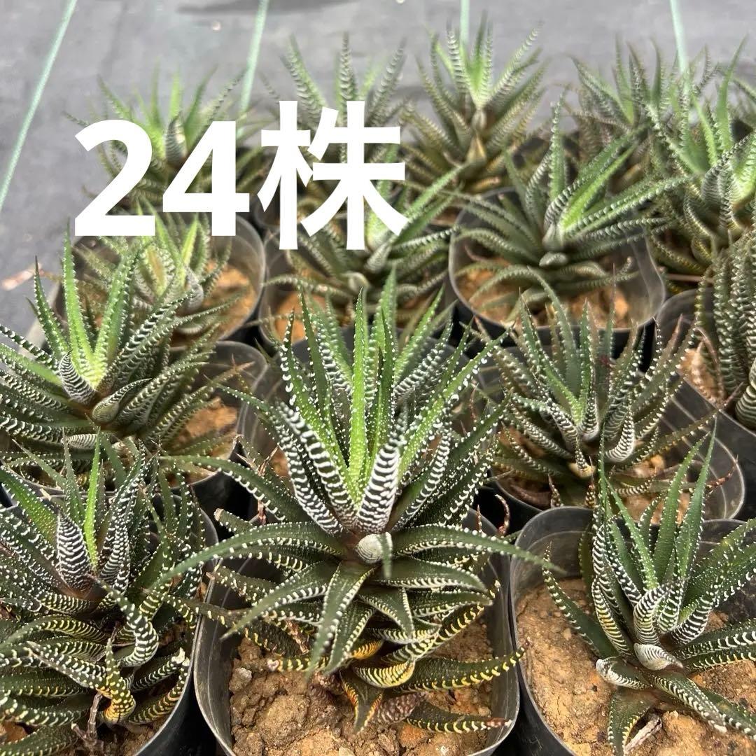 ハオルシア 十二の巻 24個まとめ売り 鉢ごと