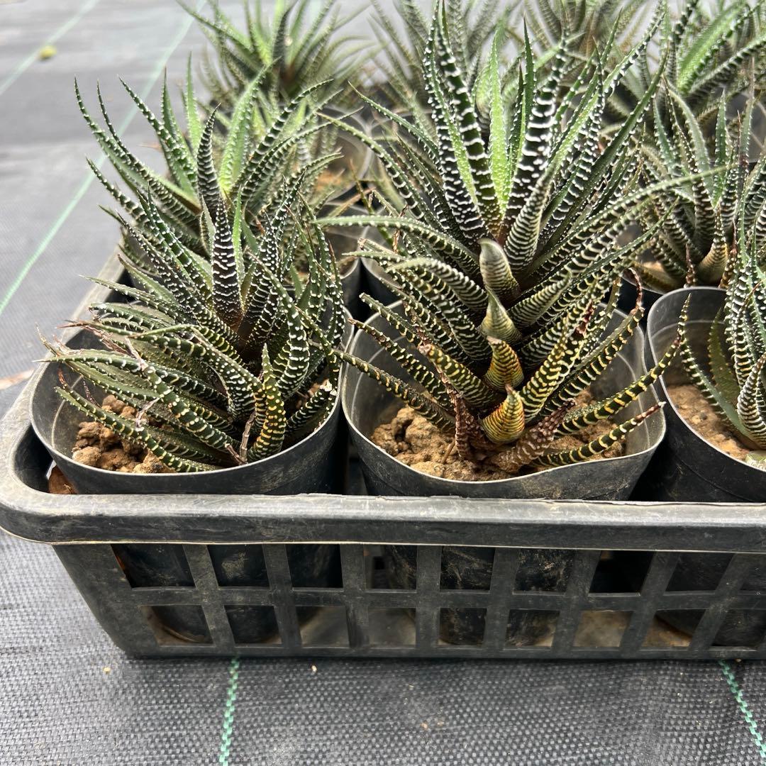 ハオルシア 十二の巻 24個まとめ売り 鉢ごと