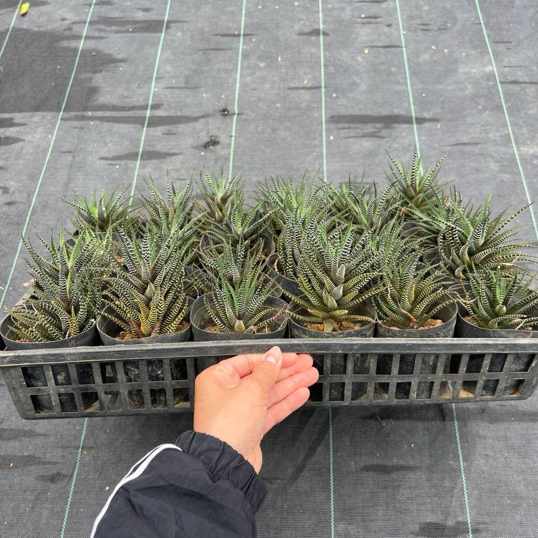 ハオルシア 十二の巻 24個まとめ売り 鉢ごと