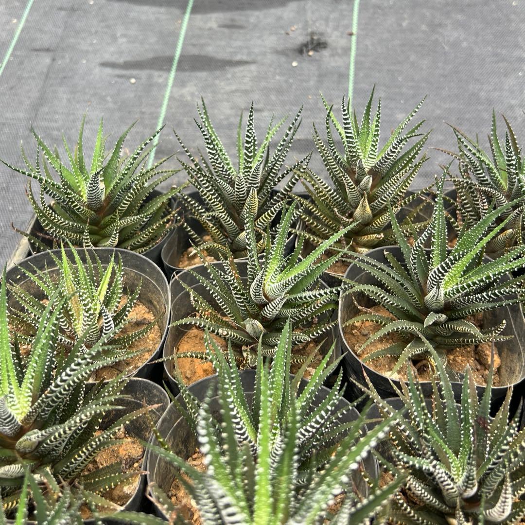 ハオルシア 十二の巻 24個まとめ売り 鉢ごと