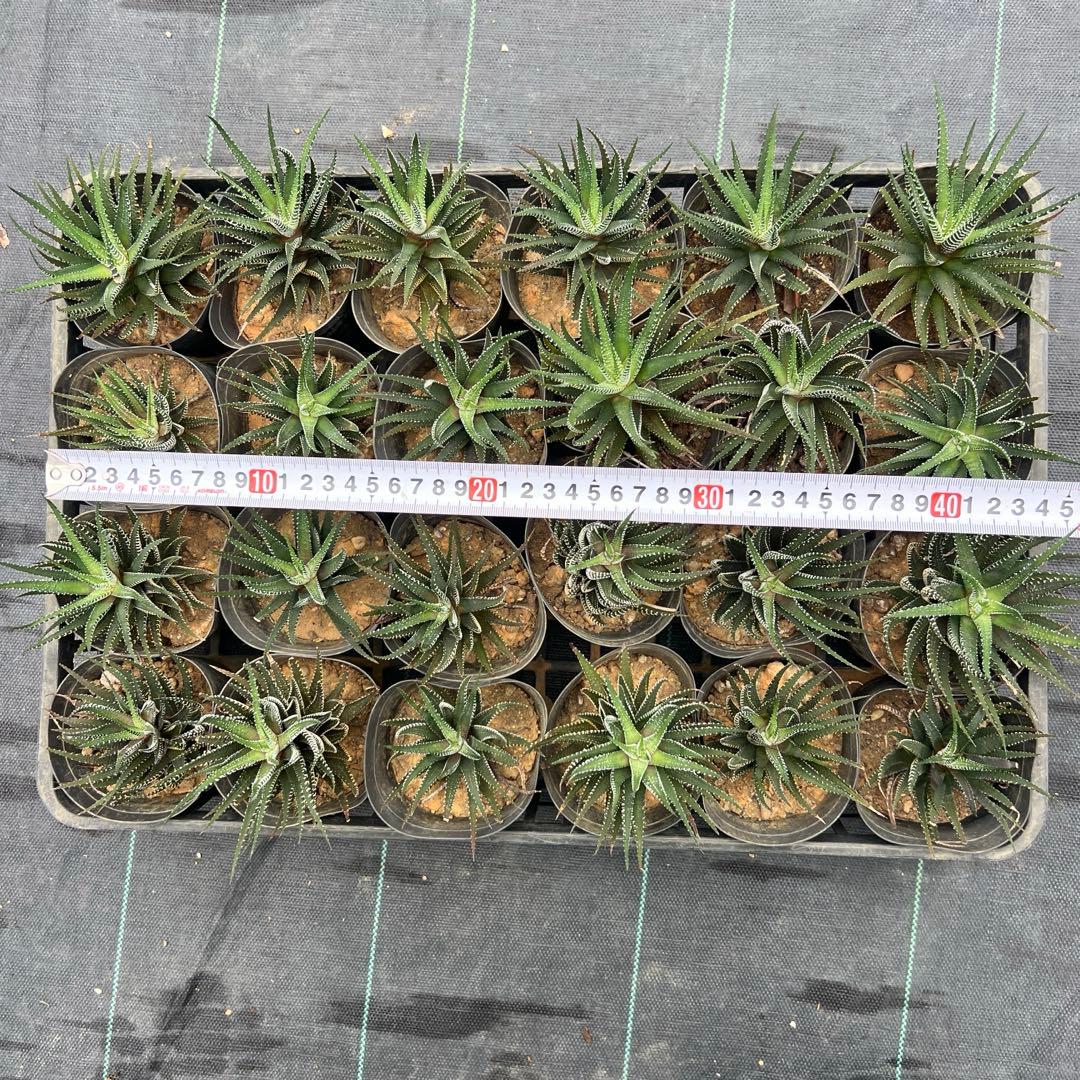 ハオルシア 十二の巻 24個まとめ売り 鉢ごと