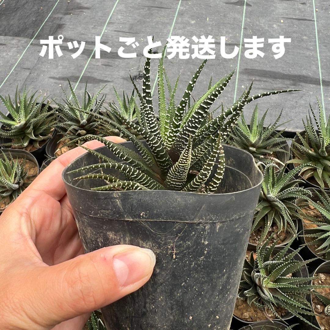 ハオルシア 十二の巻 24個まとめ売り 鉢ごと