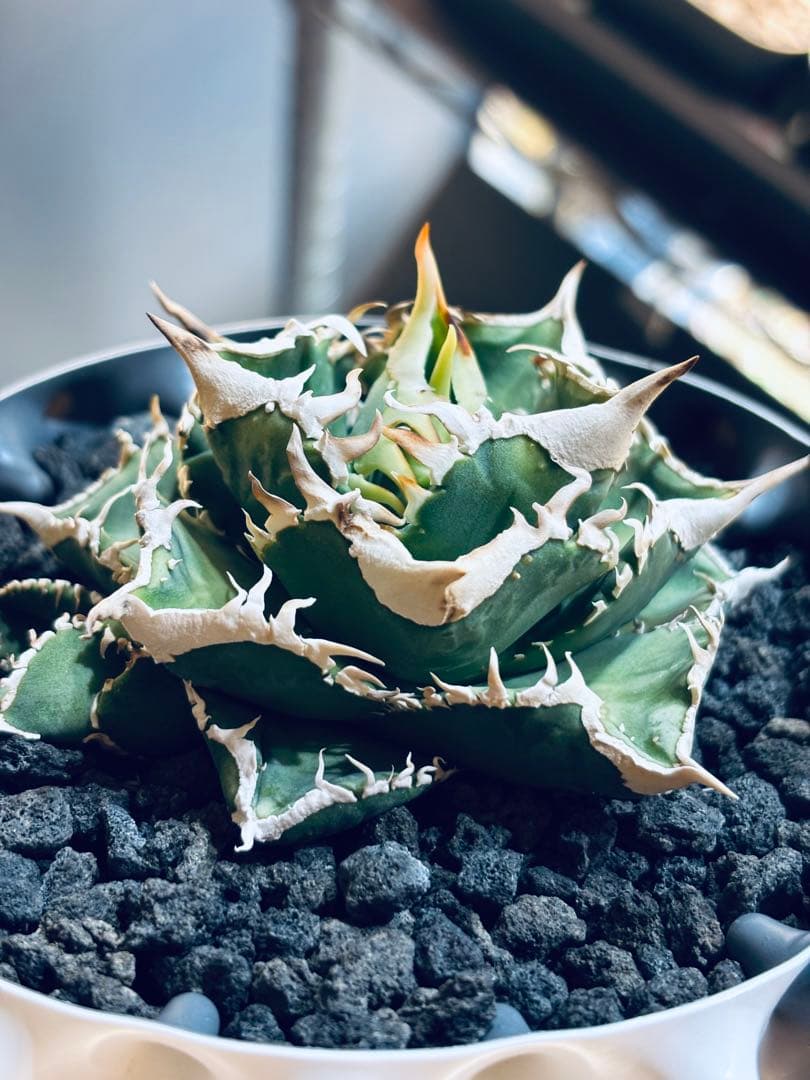 親株出品　CJ Special アガベ オテロイ