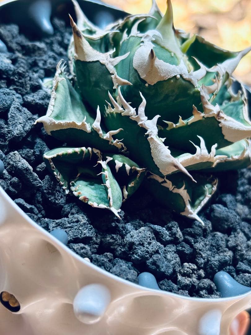 親株出品　CJ Special アガベ オテロイ