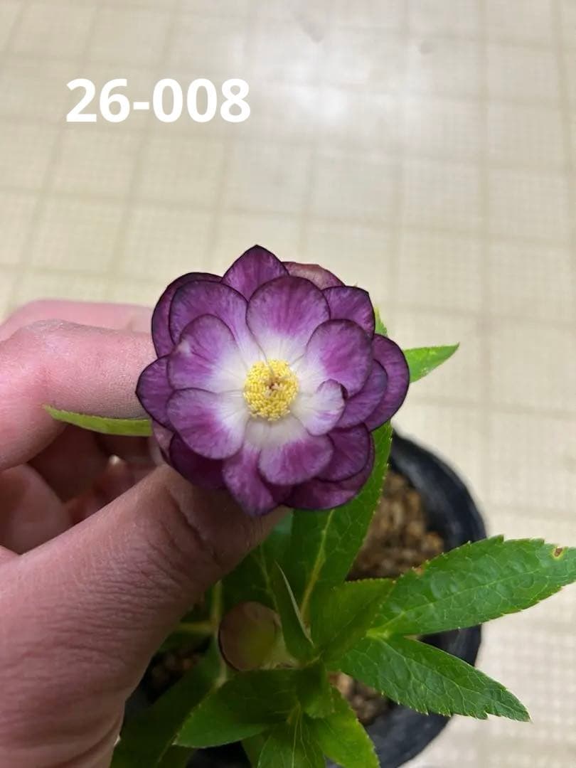 紅白の輝き 加藤農園 クリスマスローズ同梱可能