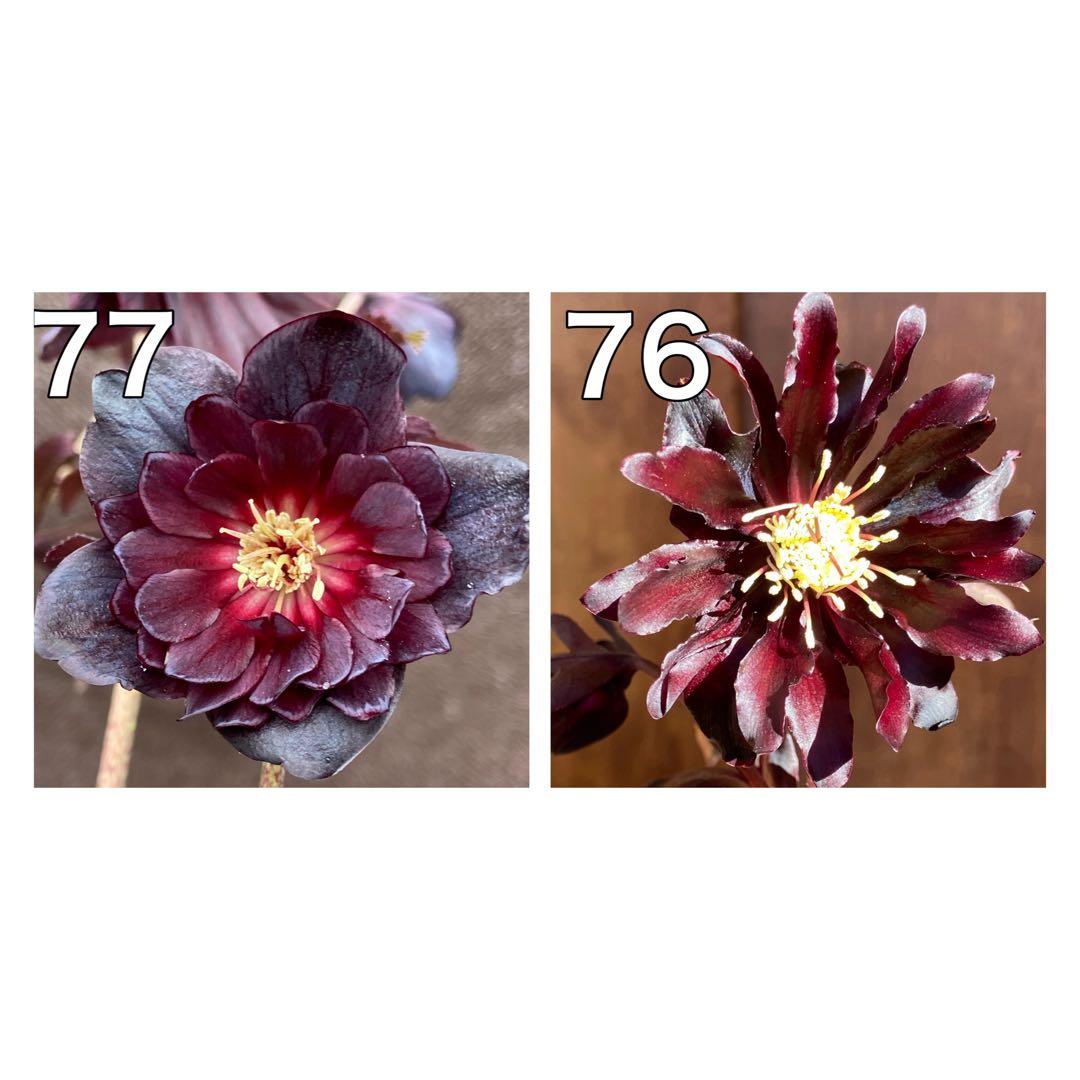 ブラックマジック（整形タイプ）×ブラックマジック★クリスマスローズ苗