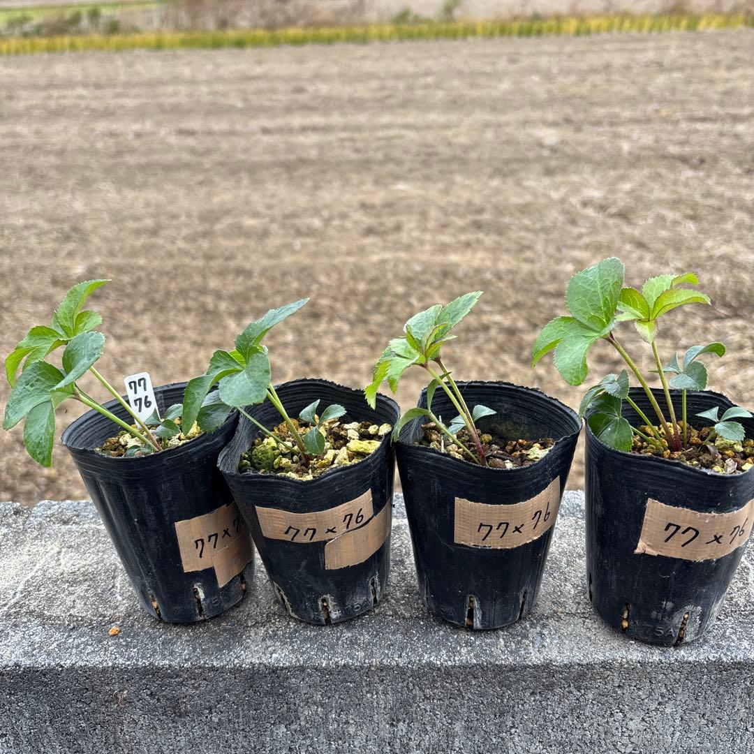 ブラックマジック（整形タイプ）×ブラックマジック★クリスマスローズ苗