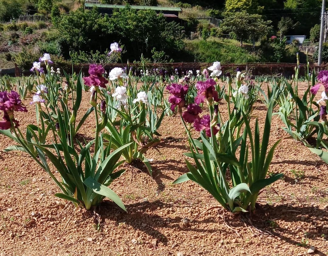 ジャーマンアイリスの花　20品種✕1苗　合計20苗　オマケ苗あり