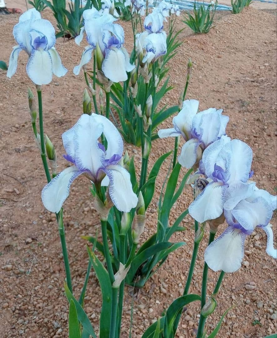 ジャーマンアイリスの花　20品種✕1苗　合計20苗　オマケ苗あり