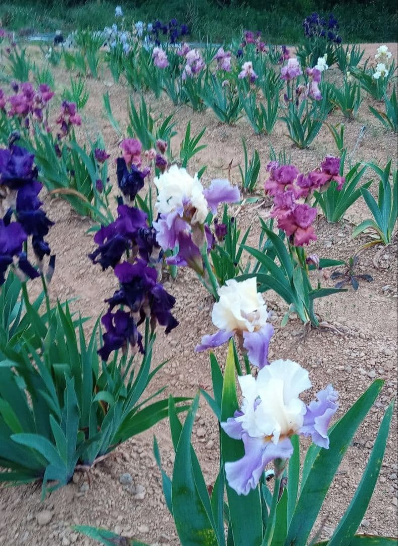 ジャーマンアイリスの花　20品種✕1苗　合計20苗　オマケ苗あり