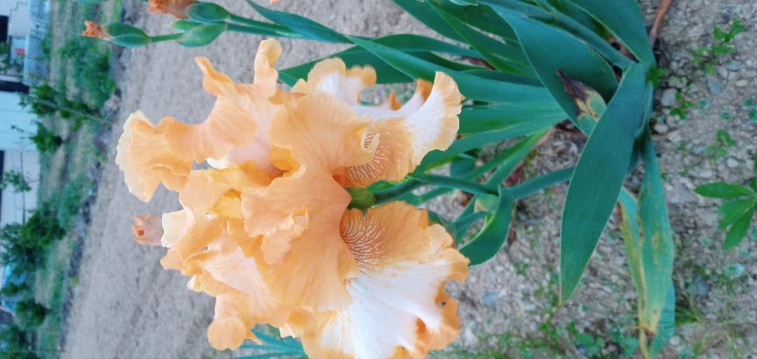 ジャーマンアイリスの花　20品種✕1苗　合計20苗　オマケ苗あり