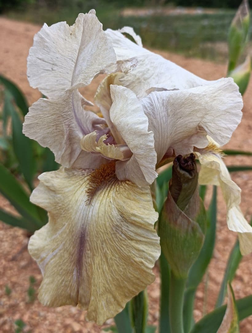 ジャーマンアイリスの花　20品種✕1苗　合計20苗　オマケ苗あり