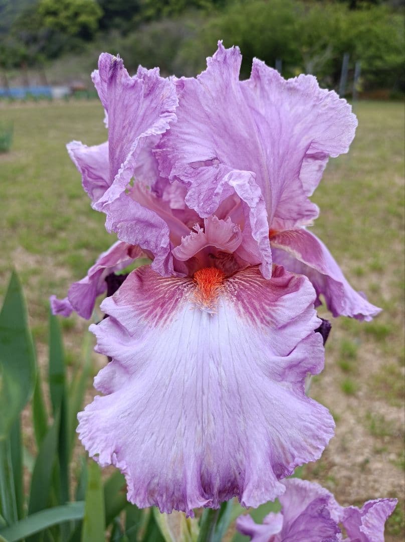 ジャーマンアイリスの花　20品種✕1苗　合計20苗　オマケ苗あり