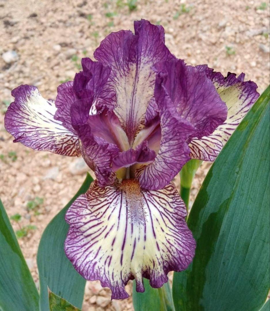 ジャーマンアイリスの花　20品種✕1苗　合計20苗　オマケ苗あり