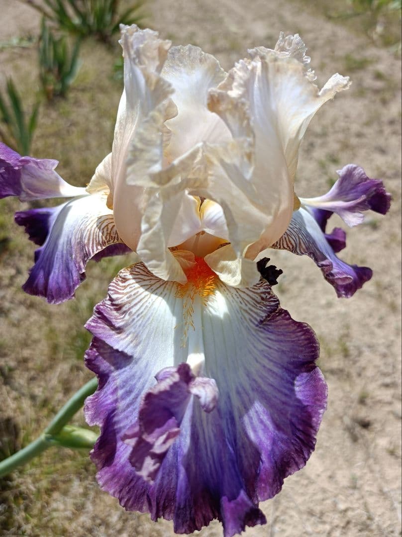 ジャーマンアイリスの花　20品種✕1苗　合計20苗　オマケ苗あり