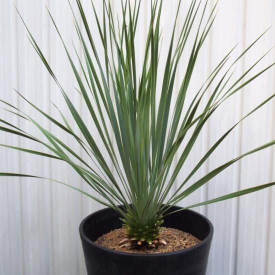 現物「ユッカ・ロストラータ」10号　Yucca rostrata