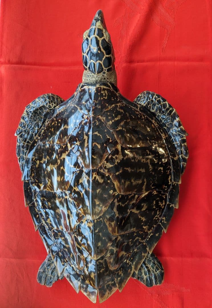 亀剥製（タイマイ) 置物　登録証付き【価格交渉承ります】