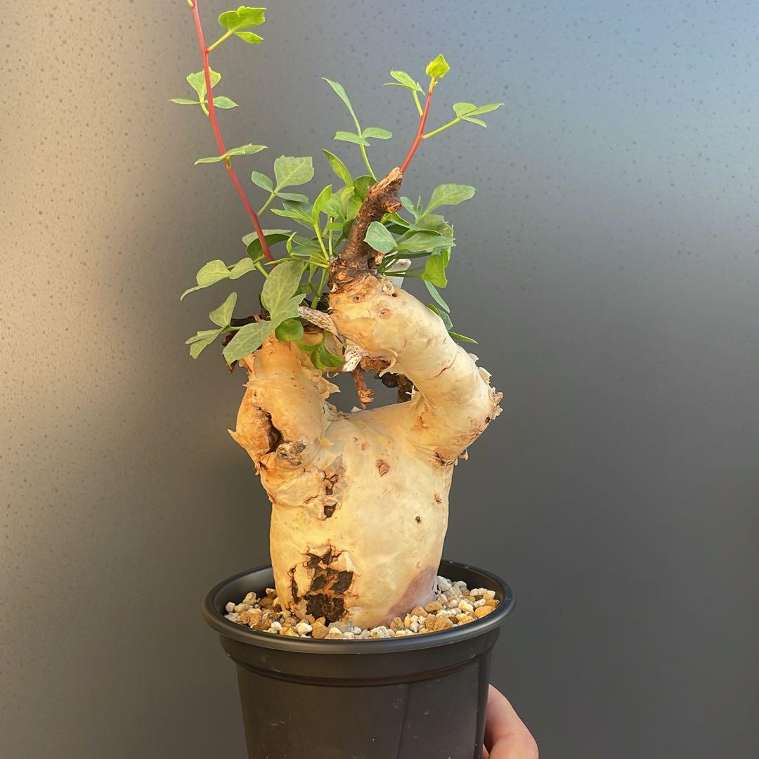 5 コミフォラ　カタフ　ピュア　発根済