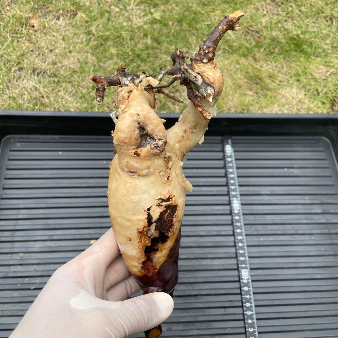 5 コミフォラ　カタフ　ピュア　発根済