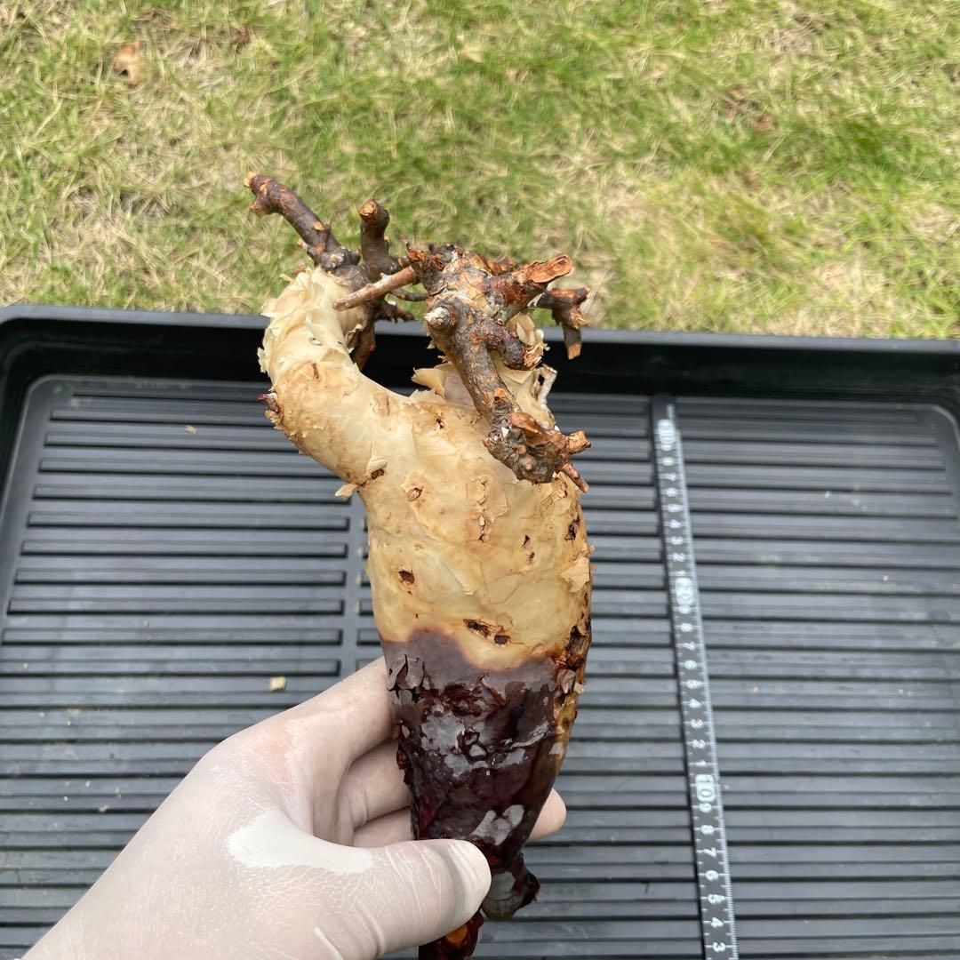 5 コミフォラ　カタフ　ピュア　発根済