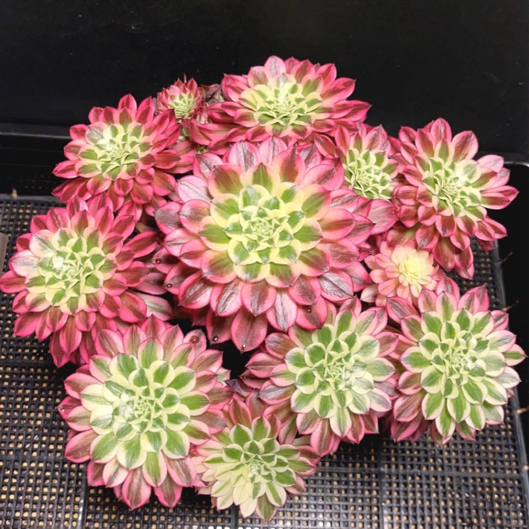 16#多肉植物アエオニウム錦❤️天合❤️12頭31cm拔き苗