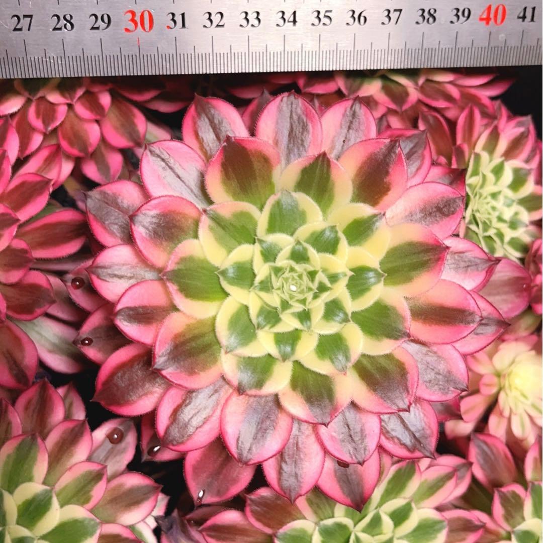 16#多肉植物アエオニウム錦❤️天合❤️12頭31cm拔き苗