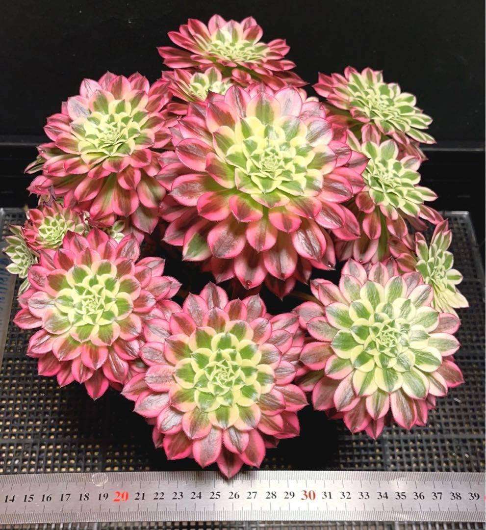 16#多肉植物アエオニウム錦❤️天合❤️12頭31cm拔き苗
