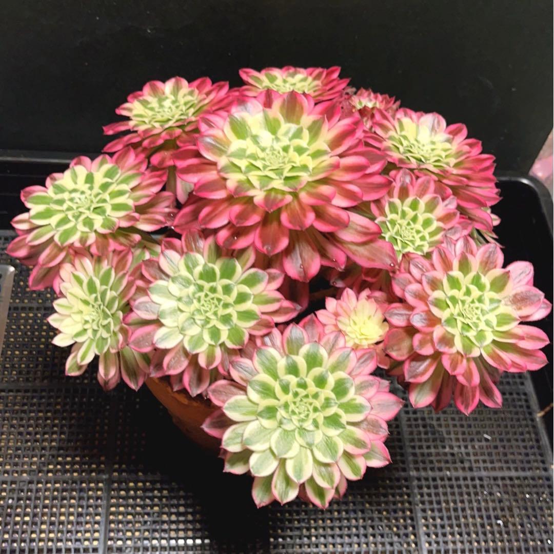 16#多肉植物アエオニウム錦❤️天合❤️12頭31cm拔き苗