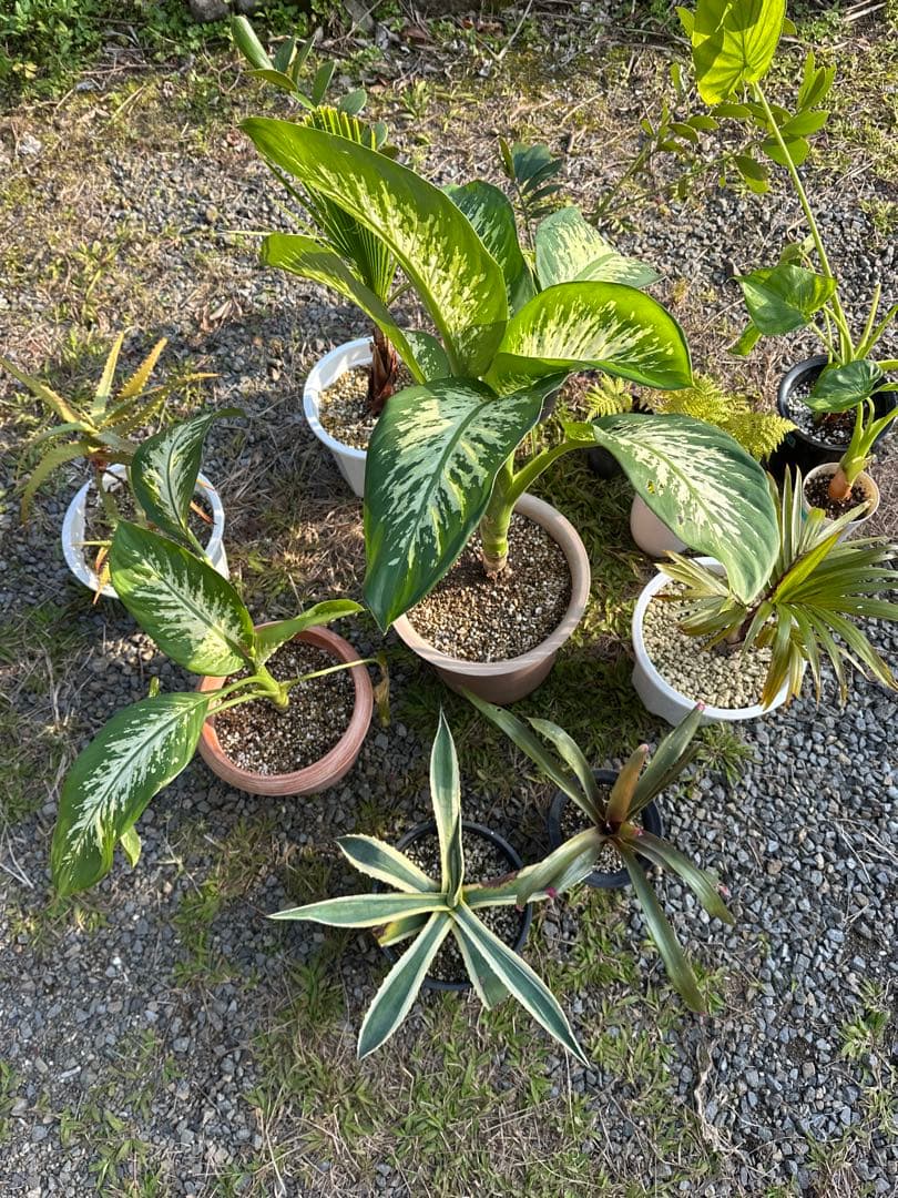 観葉植物セット　13点