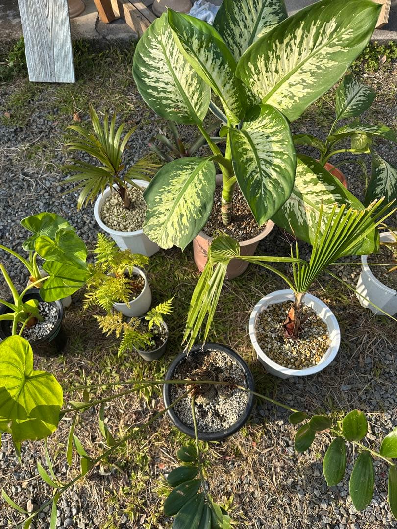 観葉植物セット　13点