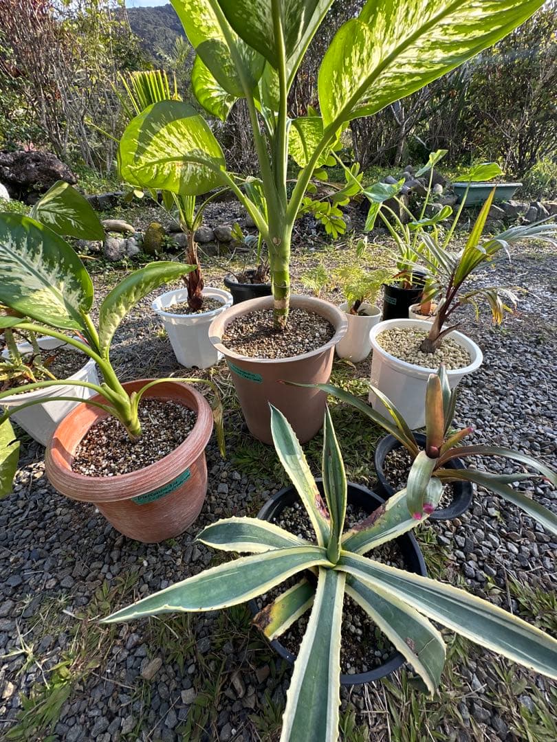 観葉植物セット　13点