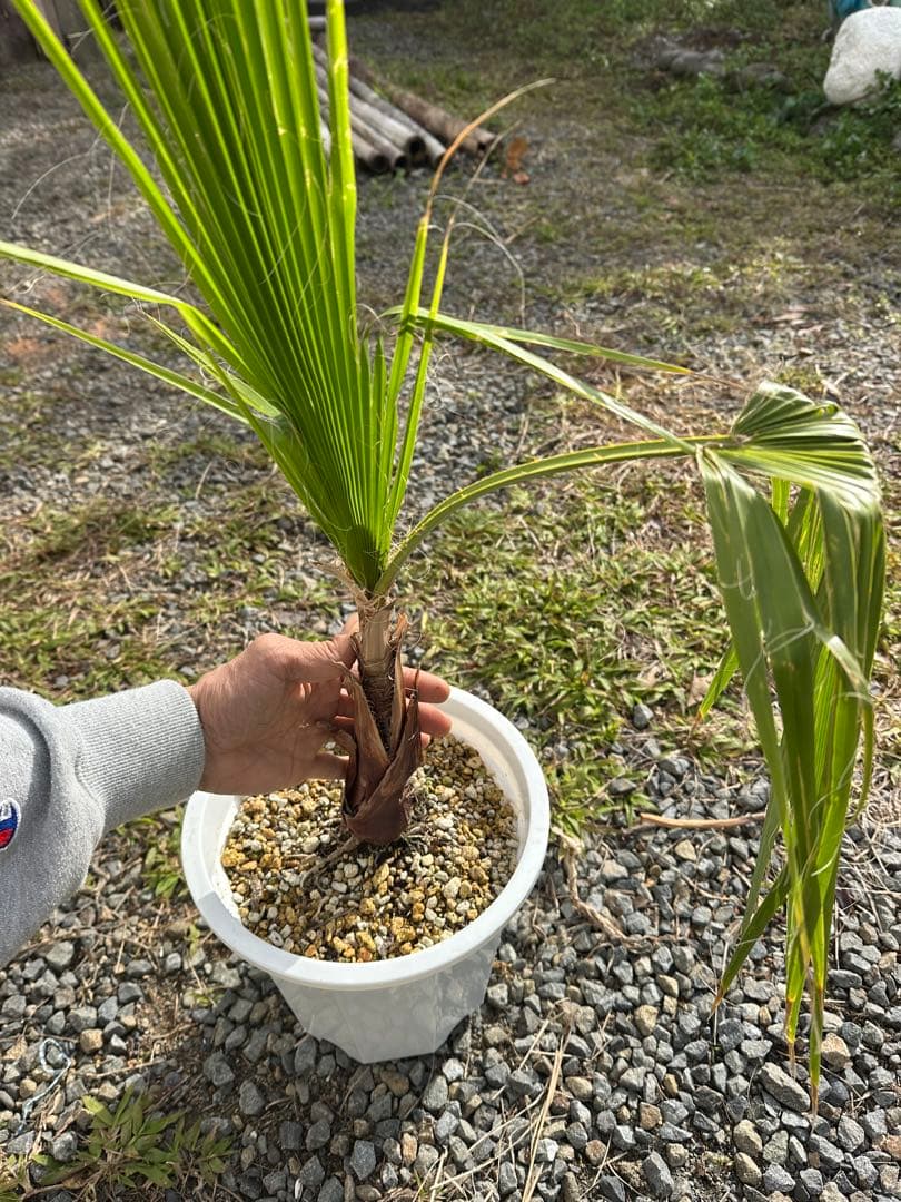 観葉植物セット　13点
