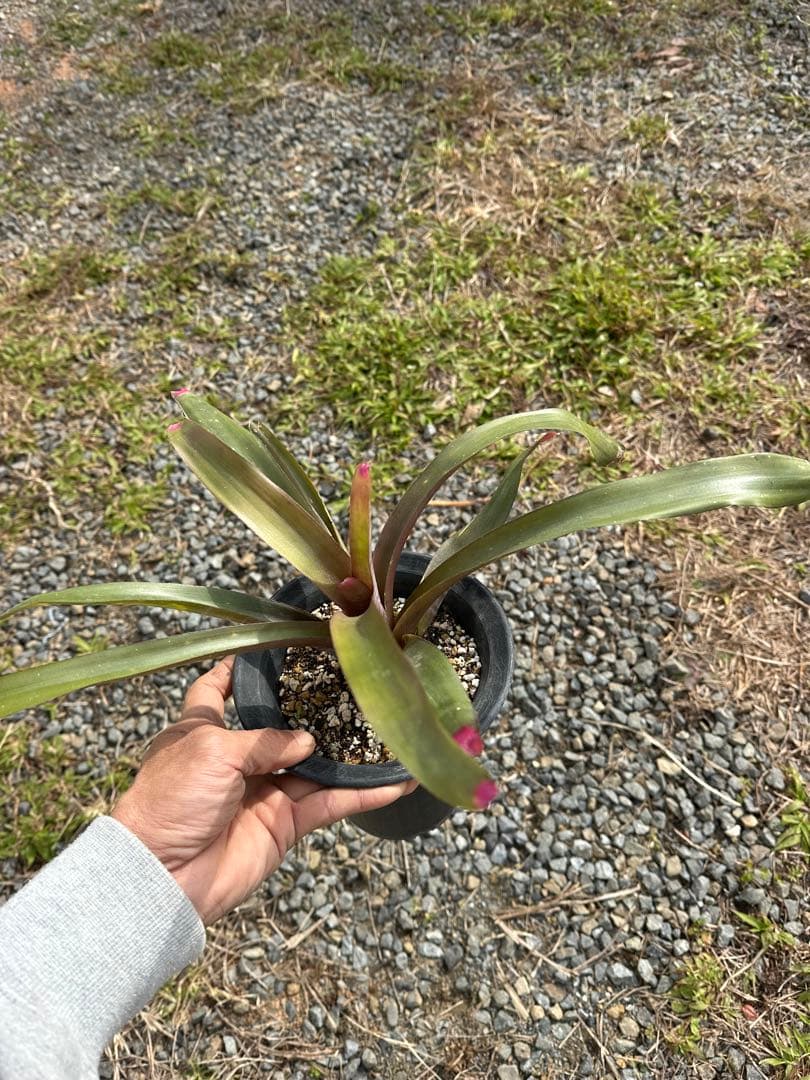 観葉植物セット　13点