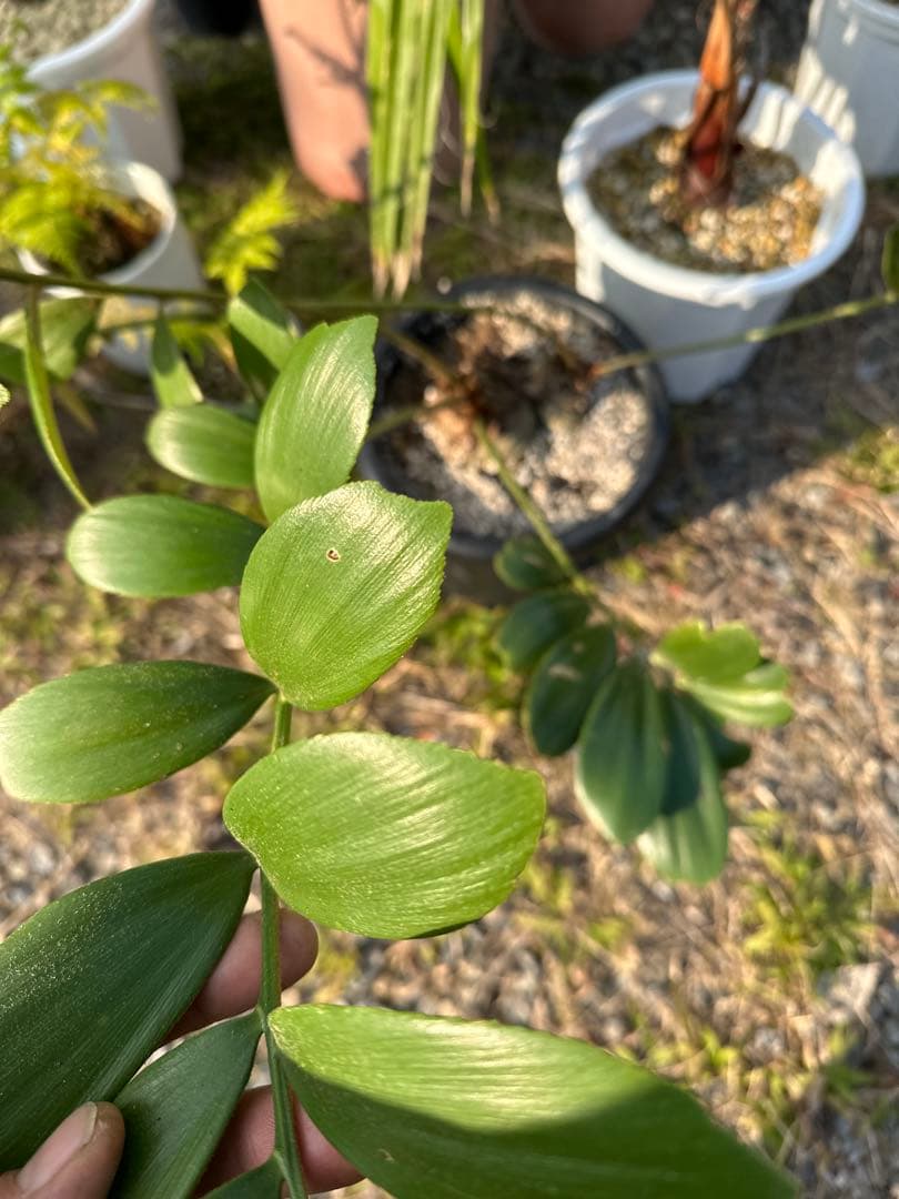 観葉植物セット　13点