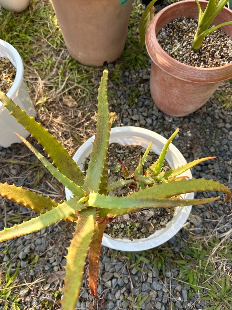 観葉植物セット　13点