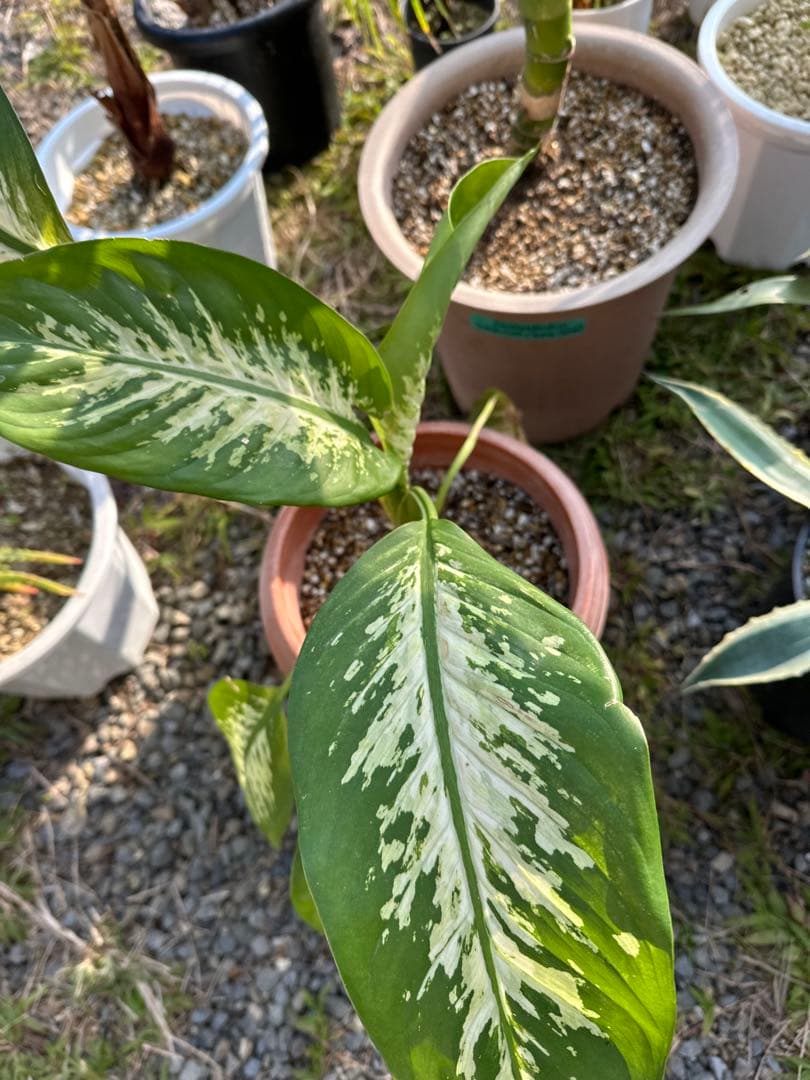 観葉植物セット　13点