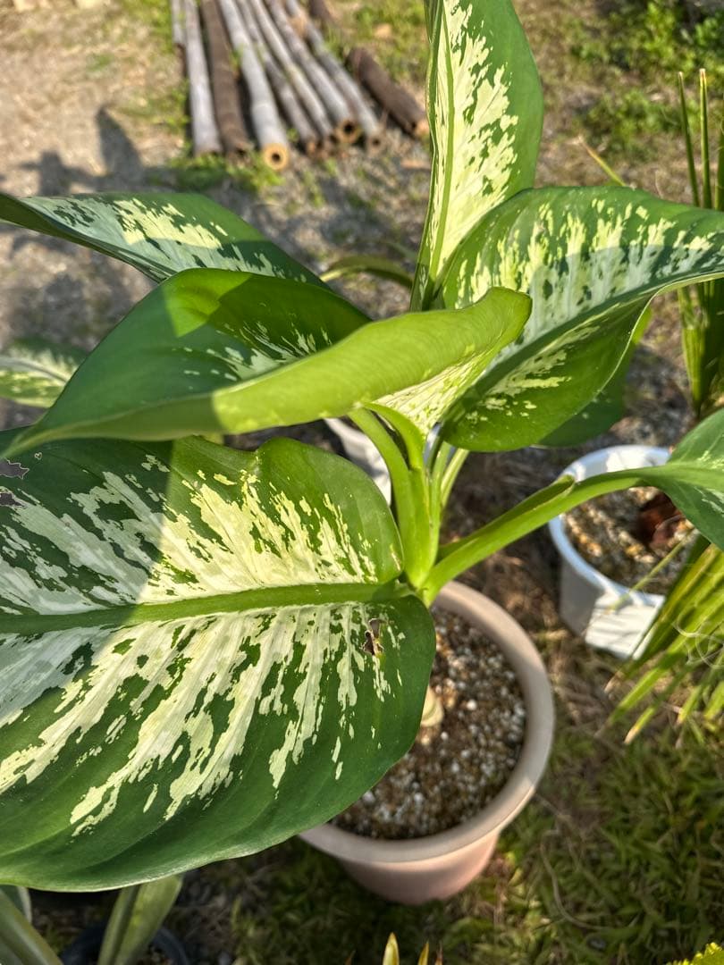 観葉植物セット　13点