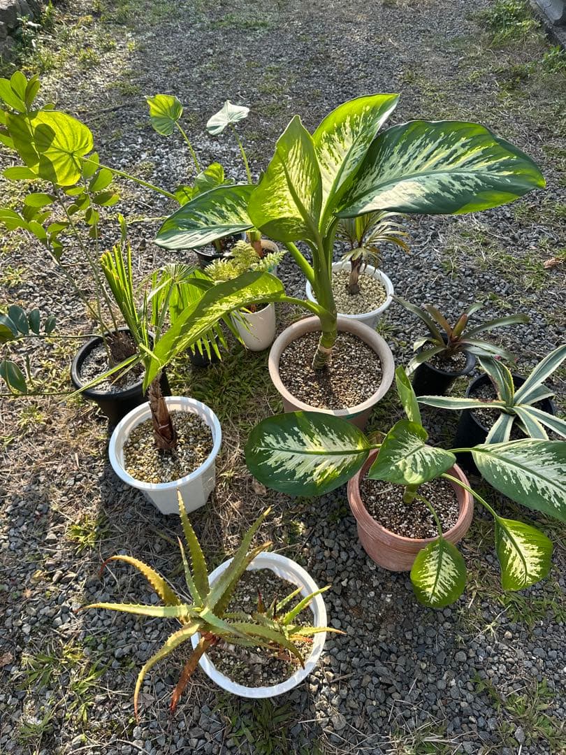 観葉植物セット　13点