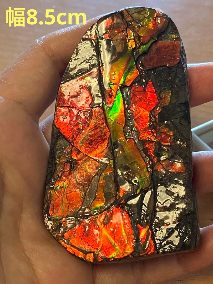 カナダ産　アンモライト　化石　原石　幅8.5cm 箱付き