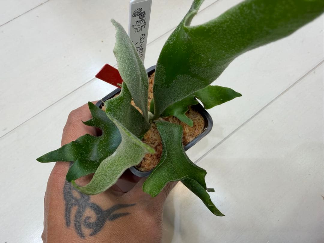 選抜 ロチャモ FSQ DeLaRocha × gizmo ミックスspore