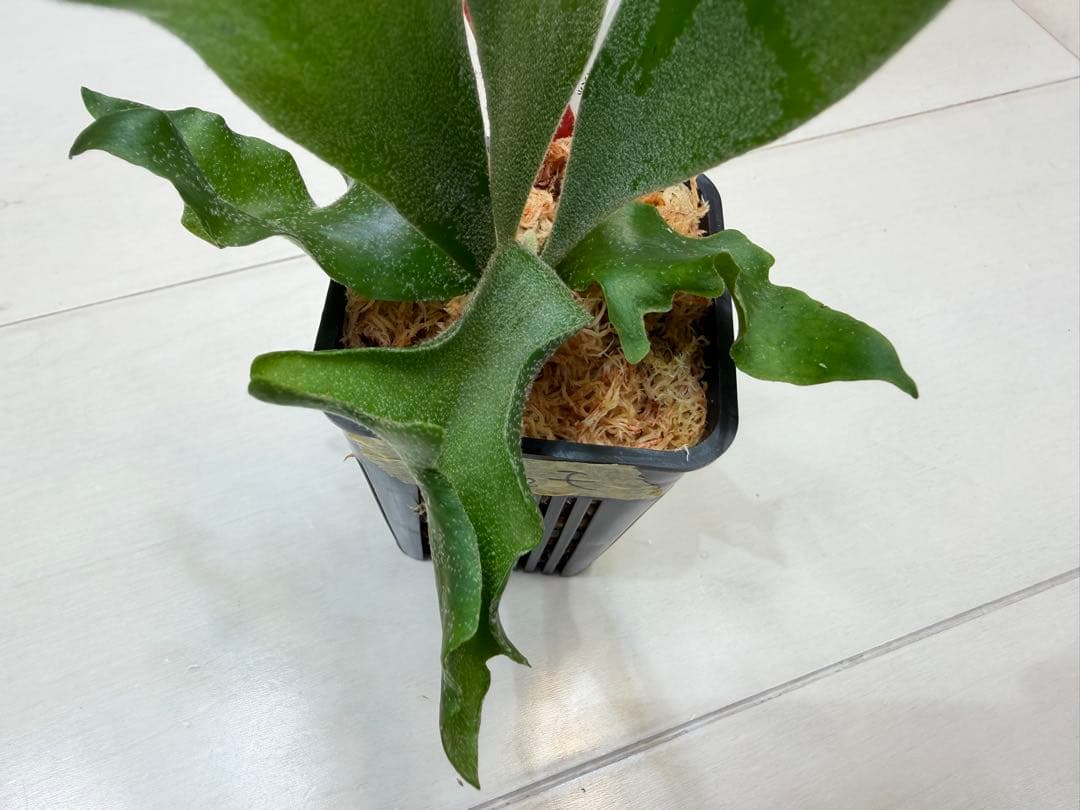 選抜 ロチャモ FSQ DeLaRocha × gizmo ミックスspore